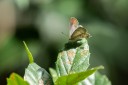 Filename=190125_aus_bulburin_009.jpg
Filesize=530KiB
Dimensions=1920x1280
Date added=Feb 19, 2019 190125_aus_bulburin_009.jpg