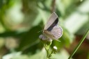 Filename=190125_aus_bulburin_018.jpg
Filesize=379KiB
Dimensions=1920x1280
Date added=Feb 19, 2019 190125_aus_bulburin_018.jpg