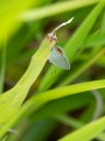 Filename=190125_aus_bulburin_020.jpg
Filesize=516KiB
Dimensions=1440x1920
Date added=Feb 19, 2019 190125_aus_bulburin_020.jpg