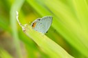 Filename=190125_aus_bulburin_021.jpg
Filesize=454KiB
Dimensions=1920x1280
Date added=Feb 19, 2019 190125_aus_bulburin_021.jpg