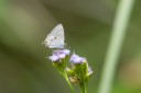 Filename=190125_aus_bulburin_041.jpg
Filesize=367KiB
Dimensions=1920x1280
Date added=Feb 19, 2019 190125_aus_bulburin_041.jpg