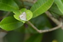 Filename=190125_aus_bulburin_047.jpg
Filesize=407KiB
Dimensions=1920x1280
Date added=Feb 19, 2019 190125_aus_bulburin_047.jpg