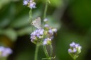 Filename=190125_aus_bulburin_050.jpg
Filesize=388KiB
Dimensions=1920x1280
Date added=Feb 19, 2019 190125_aus_bulburin_050.jpg