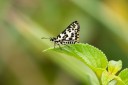 Filename=190125_aus_bulburin_063.jpg
Filesize=415KiB
Dimensions=1920x1280
Date added=Feb 19, 2019 190125_aus_bulburin_063.jpg
