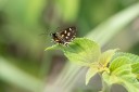 Filename=190125_aus_bulburin_067.jpg
Filesize=435KiB
Dimensions=1920x1280
Date added=Feb 19, 2019 190125_aus_bulburin_067.jpg
