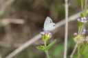 Filename=190125_aus_bulburin_083.jpg
Filesize=428KiB
Dimensions=1920x1280
Date added=Feb 19, 2019 190125_aus_bulburin_083.jpg