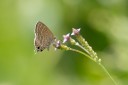 Filename=190125_aus_bulburin_096.jpg
Filesize=349KiB
Dimensions=1920x1280
Date added=Feb 19, 2019 190125_aus_bulburin_096.jpg