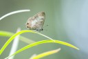 Filename=190125_aus_bulburin_116.jpg
Filesize=598KiB
Dimensions=1920x1280
Date added=Feb 19, 2019 190125_aus_bulburin_116.jpg