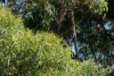 Filename=190128_aus_lamington_002.jpg
Filesize=942KiB
Dimensions=1920x1280
Date added=Jan 30, 2019 190128_aus_lamington_002.jpg