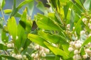 Filename=190128_aus_lamington_009.jpg
Filesize=529KiB
Dimensions=1920x1280
Date added=Jan 30, 2019 190128_aus_lamington_009.jpg