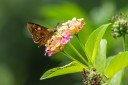 Filename=190128_aus_lamington_019.jpg
Filesize=470KiB
Dimensions=1920x1280
Date added=Jan 30, 2019 190128_aus_lamington_019.jpg