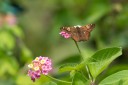 Filename=190128_aus_lamington_029.jpg
Filesize=414KiB
Dimensions=1920x1280
Date added=Jan 30, 2019 190128_aus_lamington_029.jpg