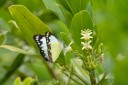 Filename=190128_aus_lamington_032.jpg
Filesize=447KiB
Dimensions=1920x1280
Date added=Jan 31, 2019 190128_aus_lamington_032.jpg