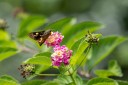 Filename=190128_aus_lamington_042.jpg
Filesize=401KiB
Dimensions=1920x1280
Date added=Jan 30, 2019 190128_aus_lamington_042.jpg