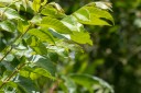 Filename=190128_aus_lamington_047.jpg
Filesize=516KiB
Dimensions=1920x1280
Date added=Jan 31, 2019 190128_aus_lamington_047.jpg