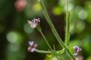 190128_aus_lamington_048.jpg