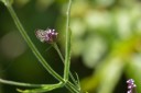 Filename=190128_aus_lamington_049.jpg
Filesize=316KiB
Dimensions=1920x1280
Date added=Jan 30, 2019 190128_aus_lamington_049.jpg