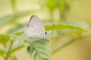 Filename=190128_aus_lamington_051.jpg
Filesize=370KiB
Dimensions=1920x1280
Date added=Jan 30, 2019 190128_aus_lamington_051.jpg