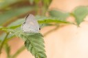 Filename=190128_aus_lamington_052.jpg
Filesize=436KiB
Dimensions=1920x1280
Date added=Jan 30, 2019 190128_aus_lamington_052.jpg