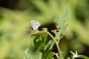 Filename=190128_aus_lamington_064.jpg
Filesize=354KiB
Dimensions=1920x1280
Date added=Jan 30, 2019 190128_aus_lamington_064.jpg