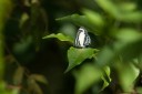 Filename=190128_aus_lamington_068.jpg
Filesize=519KiB
Dimensions=1920x1280
Date added=Jan 30, 2019 190128_aus_lamington_068.jpg