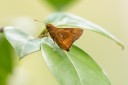 Filename=190129_aus_tamborine_024.jpg
Filesize=347KiB
Dimensions=1920x1280
Date added=Jan 30, 2019 190129_aus_tamborine_024.jpg