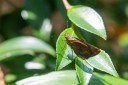 Filename=190129_aus_tamborine_027.jpg
Filesize=492KiB
Dimensions=1920x1280
Date added=Jan 30, 2019 190129_aus_tamborine_027.jpg