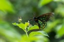 190129_aus_tamborine_053.jpg
