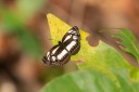 Filename=190204_gh_atewa_065.jpg
Filesize=464KiB
Dimensions=1920x1280
Date added=Apr 14, 2019 190204_gh_atewa_065.jpg