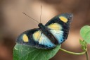 Filename=190204_gh_atewa_080.jpg
Filesize=460KiB
Dimensions=1920x1280
Date added=Apr 10, 2019 190204_gh_atewa_080.jpg