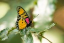 Filename=190204_gh_atewa_178.jpg
Filesize=579KiB
Dimensions=1920x1280
Date added=Apr 10, 2019 190204_gh_atewa_178.jpg