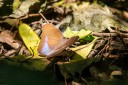 Filename=190204_gh_atewa_198.jpg
Filesize=715KiB
Dimensions=1920x1280
Date added=Apr 14, 2019 190204_gh_atewa_198.jpg