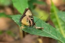 Filename=190204_gh_atewa_270.jpg
Filesize=810KiB
Dimensions=1920x1280
Date added=Apr 10, 2019 190204_gh_atewa_270.jpg