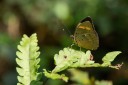 Filename=190204_gh_atewa_279.jpg
Filesize=435KiB
Dimensions=1920x1280
Date added=Apr 11, 2019 190204_gh_atewa_279.jpg