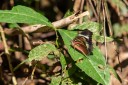 Filename=190204_gh_atewa_282.jpg
Filesize=539KiB
Dimensions=1920x1280
Date added=Apr 11, 2019 190204_gh_atewa_282.jpg