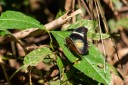 Filename=190204_gh_atewa_283.jpg
Filesize=544KiB
Dimensions=1920x1280
Date added=Apr 11, 2019 190204_gh_atewa_283.jpg