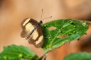 Filename=190204_gh_atewa_303.jpg
Filesize=456KiB
Dimensions=1920x1280
Date added=Apr 13, 2019 190204_gh_atewa_303.jpg