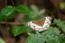 Filename=190205_gh_atewa_009.jpg
Filesize=765KiB
Dimensions=1920x1280
Date added=Apr 16, 2019 190205_gh_atewa_009.jpg