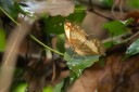 Filename=190205_gh_atewa_011.jpg
Filesize=650KiB
Dimensions=1920x1280
Date added=Apr 16, 2019 190205_gh_atewa_011.jpg