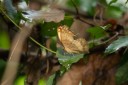 Filename=190205_gh_atewa_012.jpg
Filesize=559KiB
Dimensions=1920x1280
Date added=Apr 16, 2019 190205_gh_atewa_012.jpg