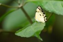 Filename=190205_gh_atewa_016.jpg
Filesize=346KiB
Dimensions=1920x1280
Date added=Apr 15, 2019 190205_gh_atewa_016.jpg