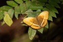 Filename=190205_gh_atewa_057.jpg
Filesize=463KiB
Dimensions=1920x1280
Date added=Apr 16, 2019 190205_gh_atewa_057.jpg
