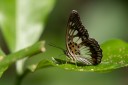 Filename=190205_gh_atewa_092.jpg
Filesize=317KiB
Dimensions=1920x1280
Date added=Apr 17, 2019 190205_gh_atewa_092.jpg