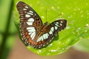 Filename=190205_gh_atewa_093.jpg
Filesize=394KiB
Dimensions=1920x1280
Date added=Apr 17, 2019 190205_gh_atewa_093.jpg