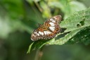 Filename=190205_gh_atewa_094.jpg
Filesize=391KiB
Dimensions=1920x1280
Date added=Apr 17, 2019 190205_gh_atewa_094.jpg