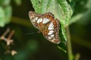 Filename=190205_gh_atewa_095.jpg
Filesize=372KiB
Dimensions=1920x1280
Date added=Apr 17, 2019 190205_gh_atewa_095.jpg