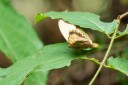 Filename=190205_gh_atewa_097.jpg
Filesize=482KiB
Dimensions=1920x1280
Date added=Apr 16, 2019 190205_gh_atewa_097.jpg