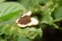 Filename=190205_gh_atewa_099.jpg
Filesize=401KiB
Dimensions=1920x1280
Date added=Apr 16, 2019 190205_gh_atewa_099.jpg