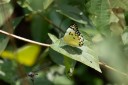Filename=190205_gh_atewa_109.jpg
Filesize=447KiB
Dimensions=1920x1280
Date added=Apr 15, 2019 190205_gh_atewa_109.jpg
