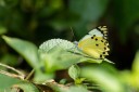 Filename=190205_gh_atewa_110.jpg
Filesize=508KiB
Dimensions=1920x1280
Date added=Apr 15, 2019 190205_gh_atewa_110.jpg